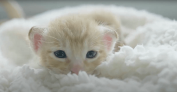 Instant Relief From Anxiety and Stress With Cat Videos And Calming Music
