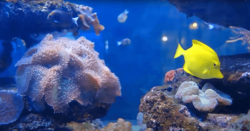 stress relief deep sea